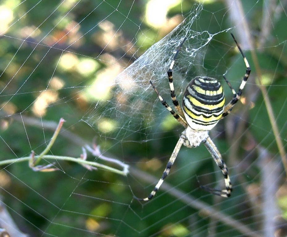 Argiope bruennichi con ovisacco